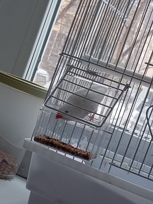 Амадин с клеткой