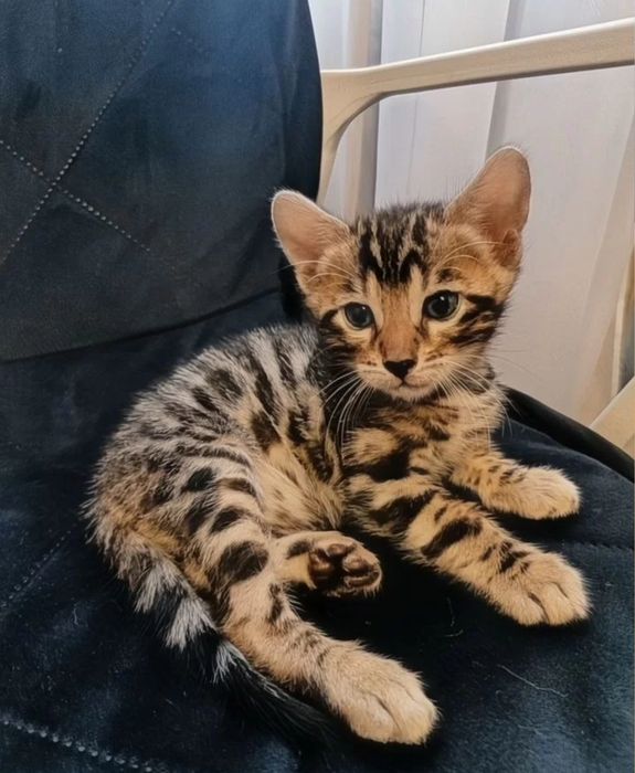 Бенгальские котята