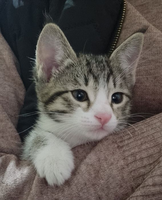 o'rgatilgan mushukcha