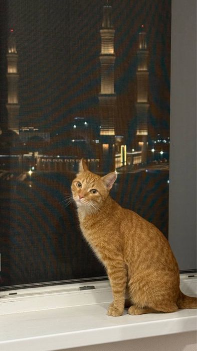 Рыжий кот даром