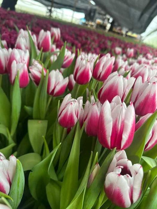 Тюльпаны опт/розница