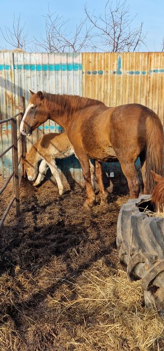 Продам лошадей, кабыла с жеребёнком