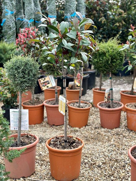 Plante Decorative pentru Curte si Terasa