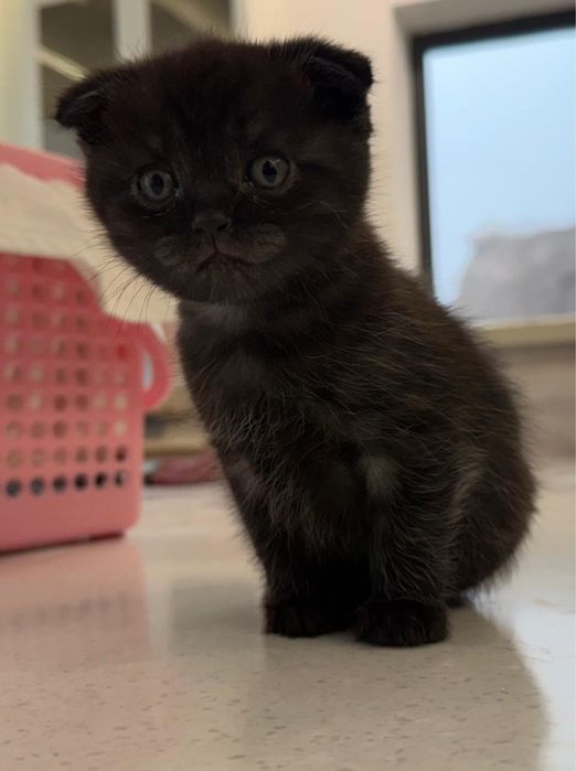 Продам породистых котят