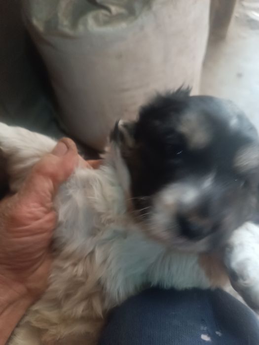 Щенки месячные,подкидыши