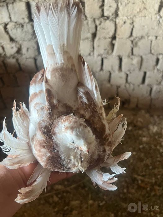 100$ kabutar gulbodom