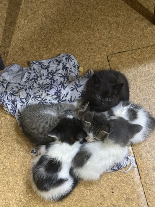Отдам котят в хорошие руки