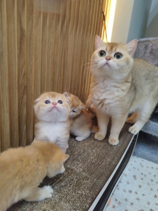 Чистокровные малыши готовы  переехать в новый дом