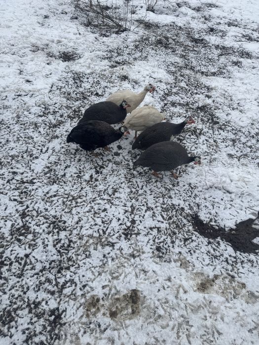 Vand dau schimb mascul bibilica indigo