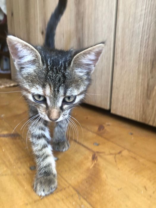 Pisici spre adoptie in Crevedia, in apropiere de Bucuresti, ii putem aduce si acasa.