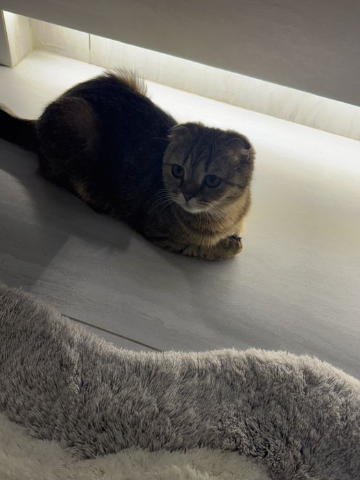 Ищу кота для вязки (Scottish Fold)