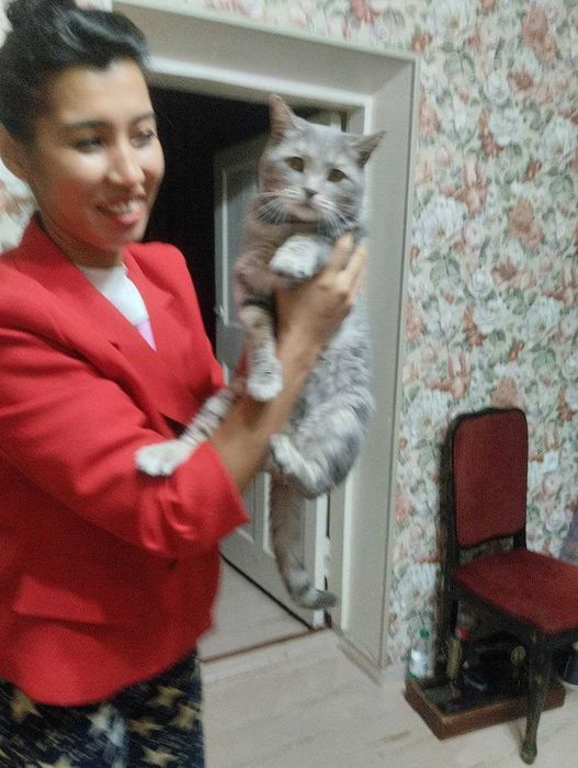 Помесь скотиш кот с добрым нравом и красивыми глазами