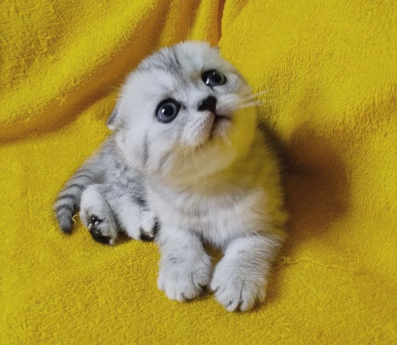Котики ВиСлоуХие ШотЛандСкие..