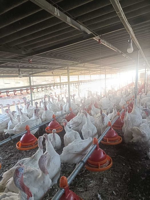 Vand curci si curcani, 21 saptamani,  peste 20 kg media