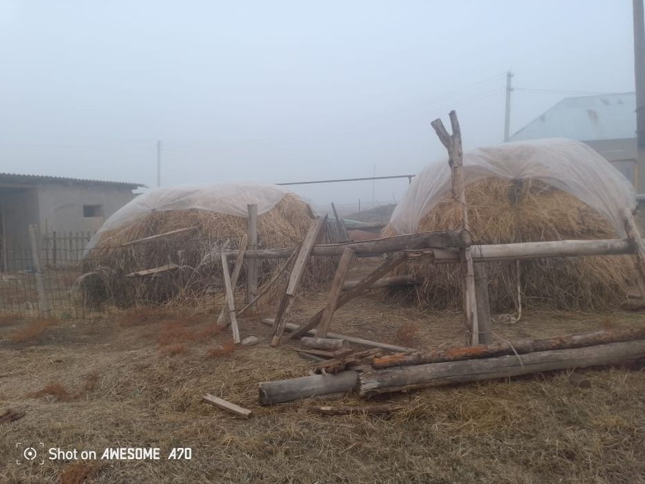 Сатылады Шөп Жоңышқа мен аралас