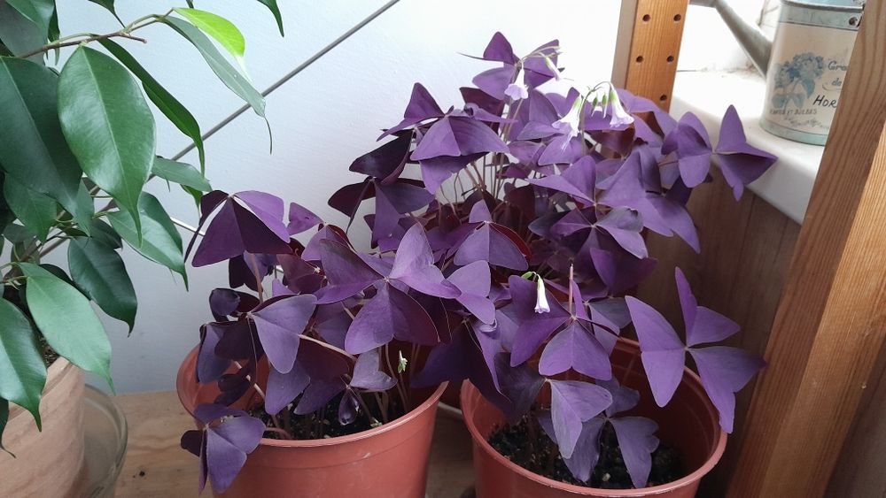 Кислица (оксалис)