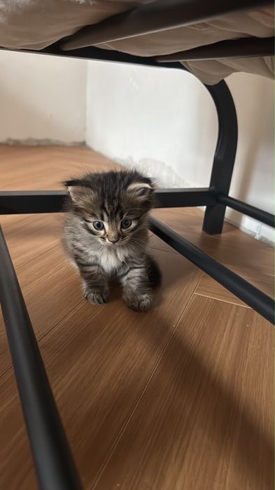 Котенок передаю в бодрые руки