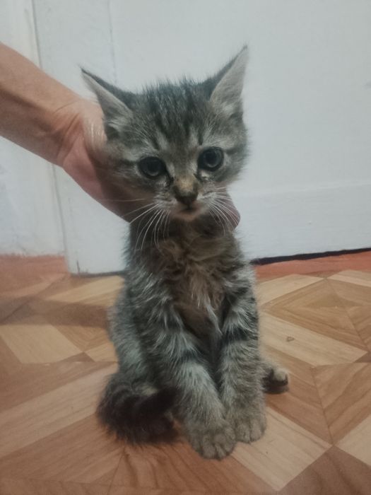 Отдаем котят в хорошие руки
