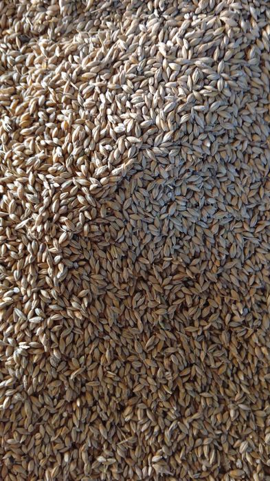 Арпа,Бидай,Жугери