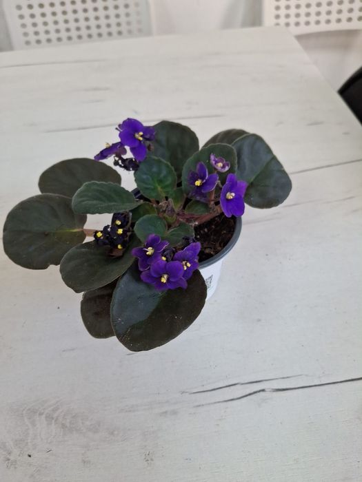 Комнатные  цветы