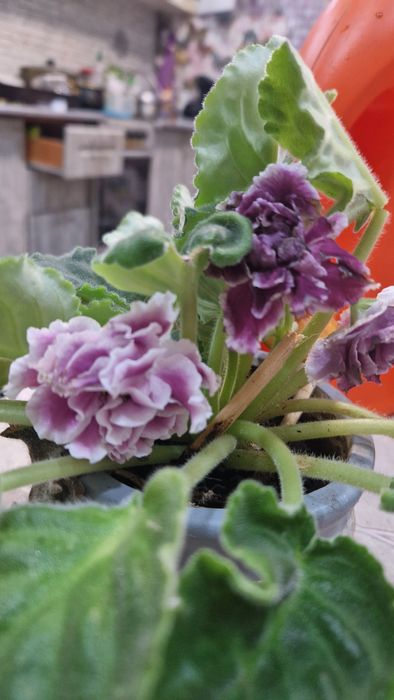 Декабристы.фиалки 500-800т.