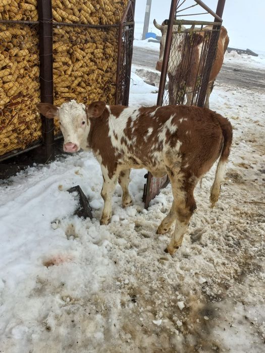 Vitea bălțată românească