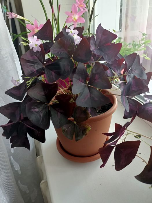 Продам красивые цветы