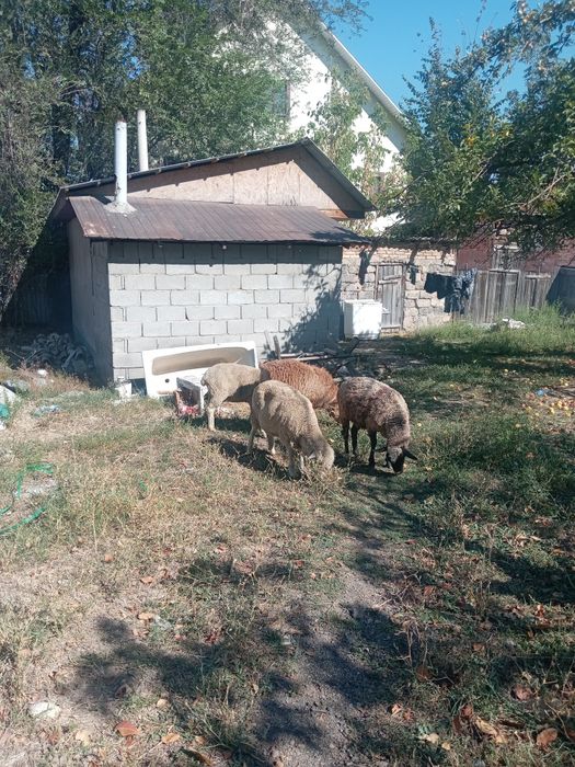 Продам баранов...