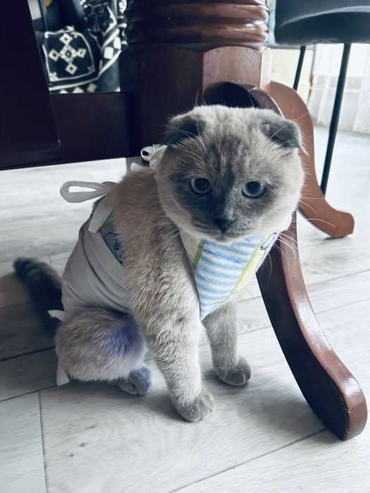 Кошка а добрые руки