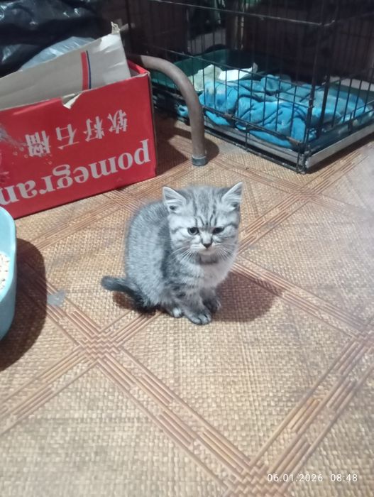 Британские   котята