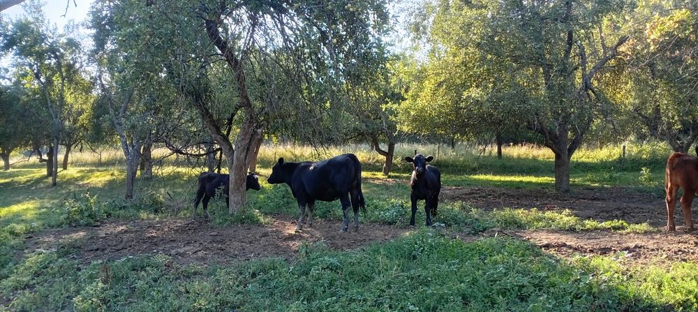 Animale vaci carne