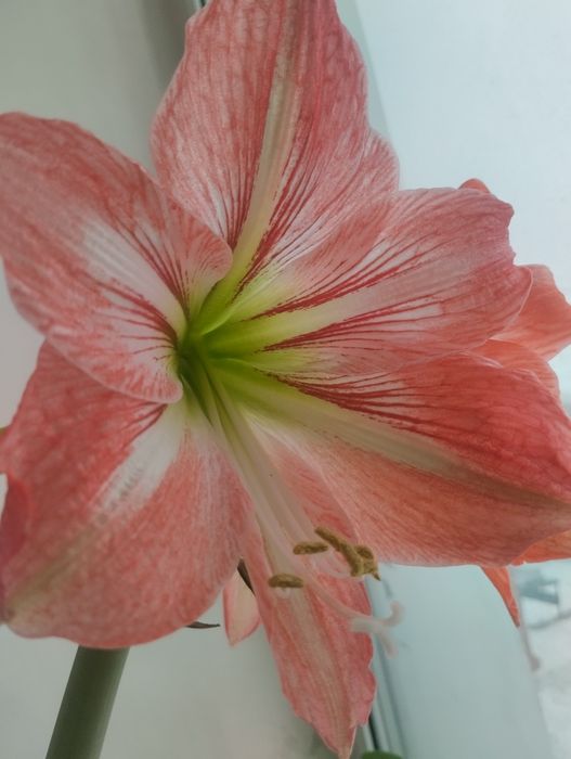 Продам луковицу Лилии