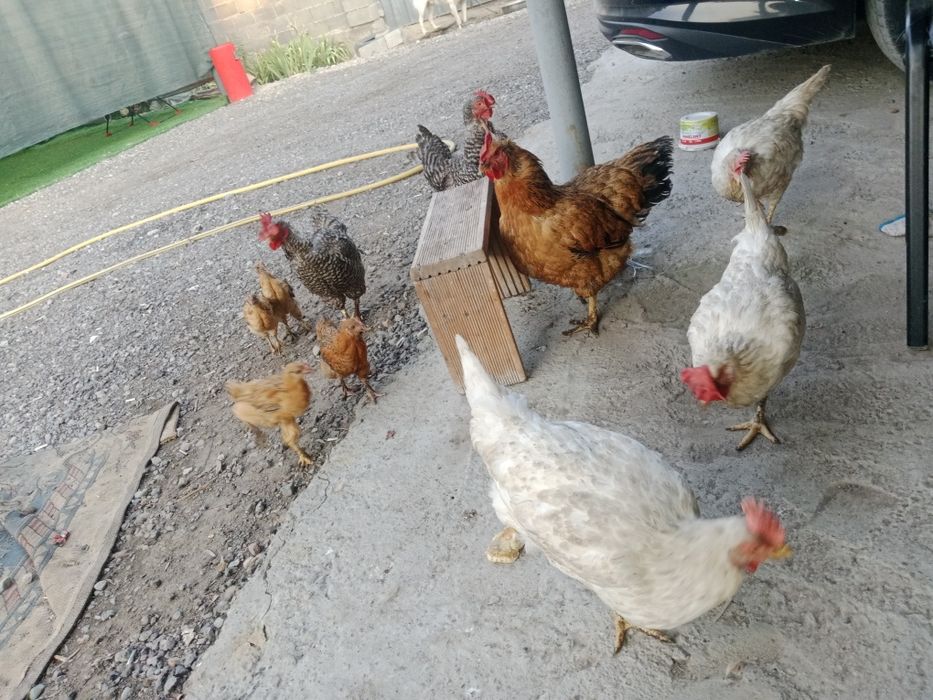 Продам домашние кури