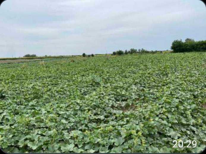 Разсад дини и пъпеши