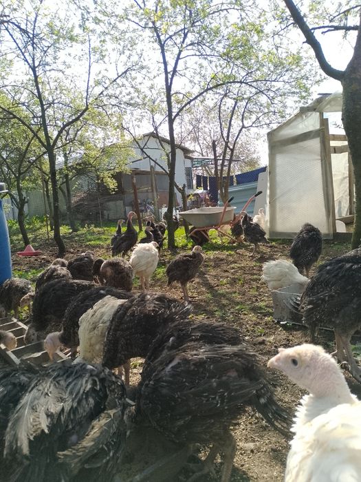 Curcani de vânzare