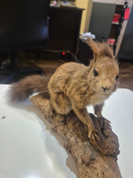 Animale ,pasari inpaiate,taxidermie