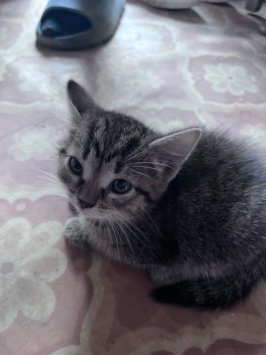 Красивые котята. Отдам в добрые руки