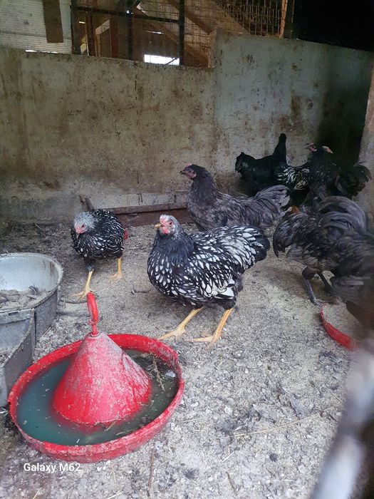 Cocoși wiandotte auriu și australorp