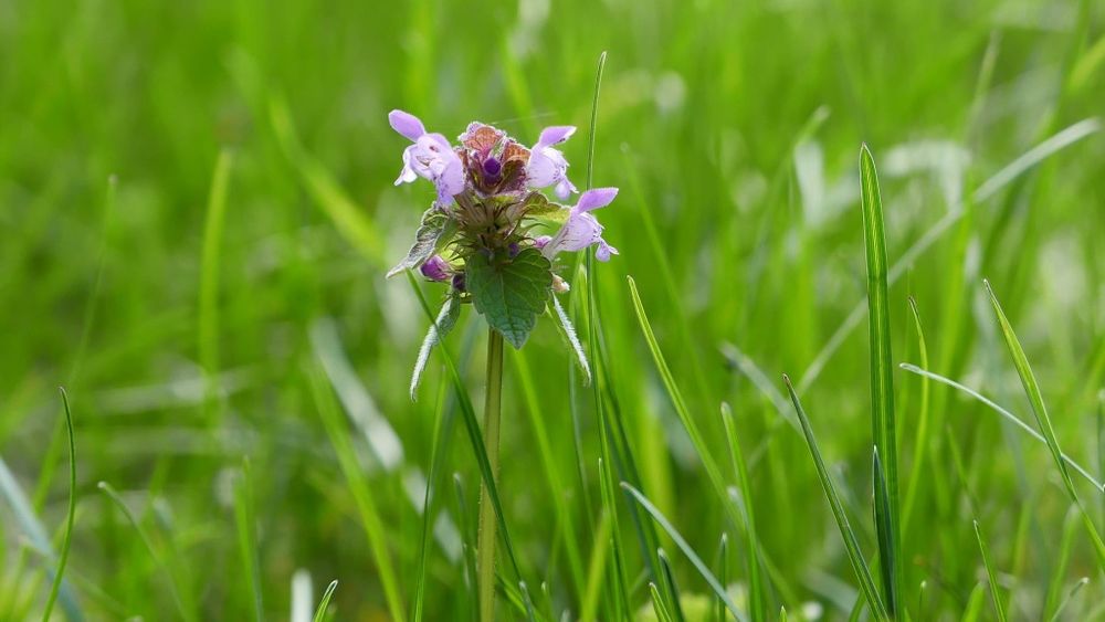 Leica D-lux typ-109  (ca nou)