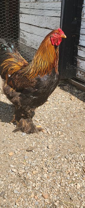 Pui de rasă brahma cochinchina potârnichiu