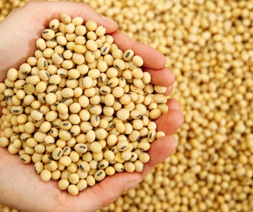 Soia boabe nemodificata genetic productie 2025