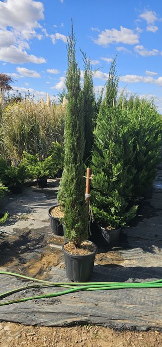 cupressus sempervirens ( chiparos toscana )
