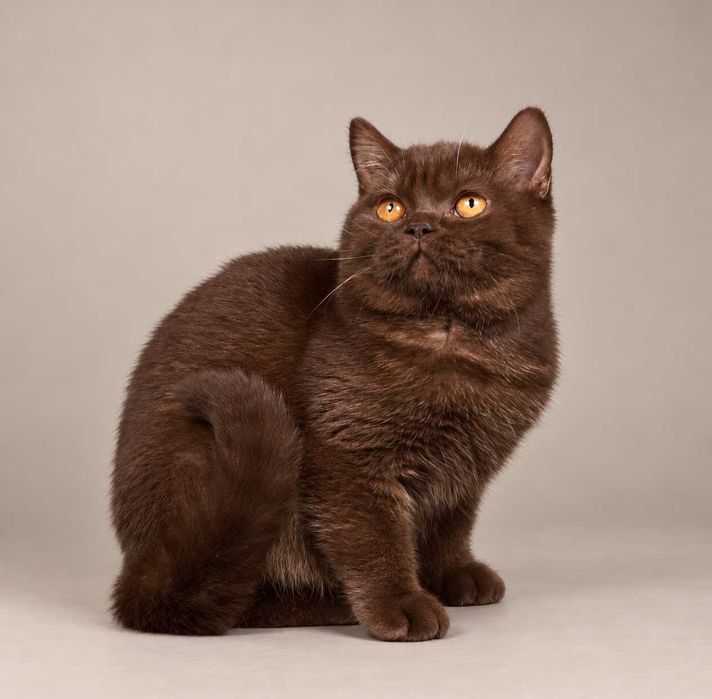 Chocolate (BRI b). Nu mai există una ca ea. 100% British. 100% Chocolate. 0% modestie. Pedigree. Felisa Lynx Rune Code.