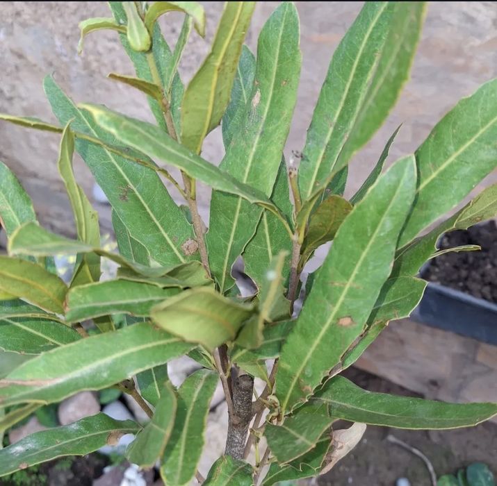 Саженцы ореха макадами