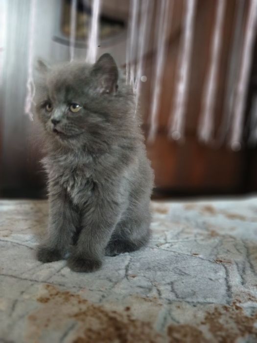 Pishakchalar sotiladi