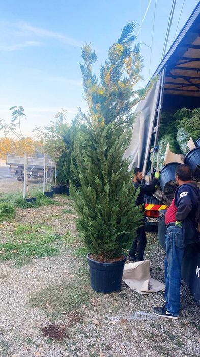 Leylandii Cupresussocyparis