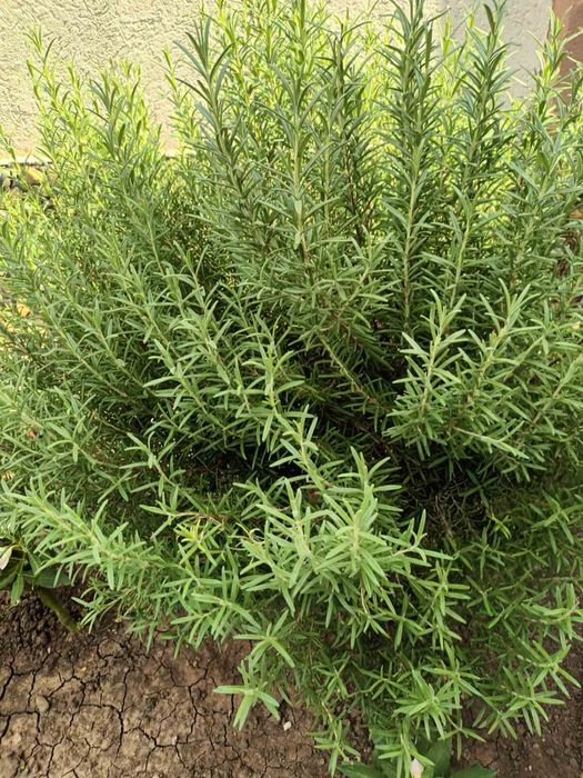 Свеж розмарин от домашната градина