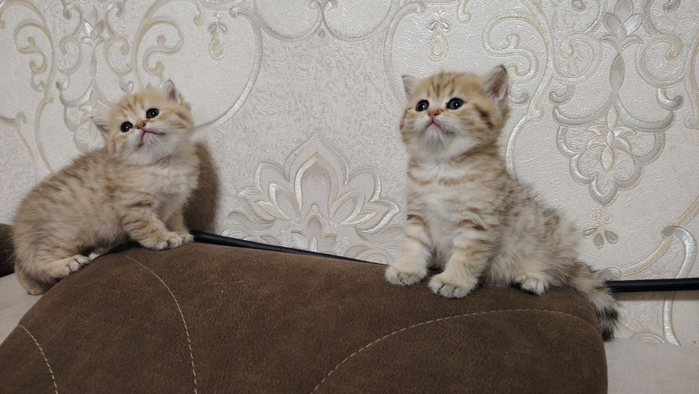 Zalotisti Shinshilla tobbi