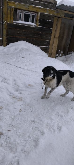 Даром собака черно белого окраса