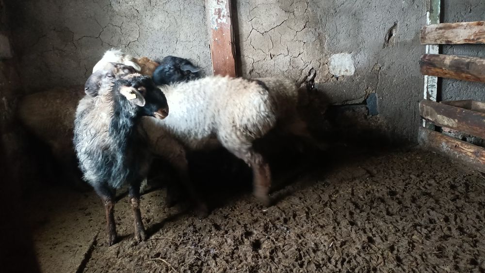 Қошқар, баран,  қой, тоқты, овцы